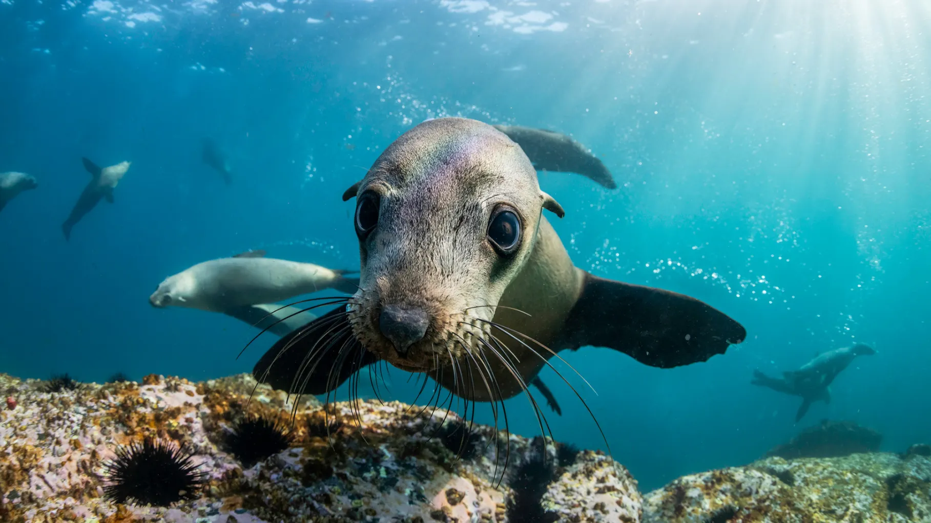 Aumenta la población de lobos marinos en el Pacífico