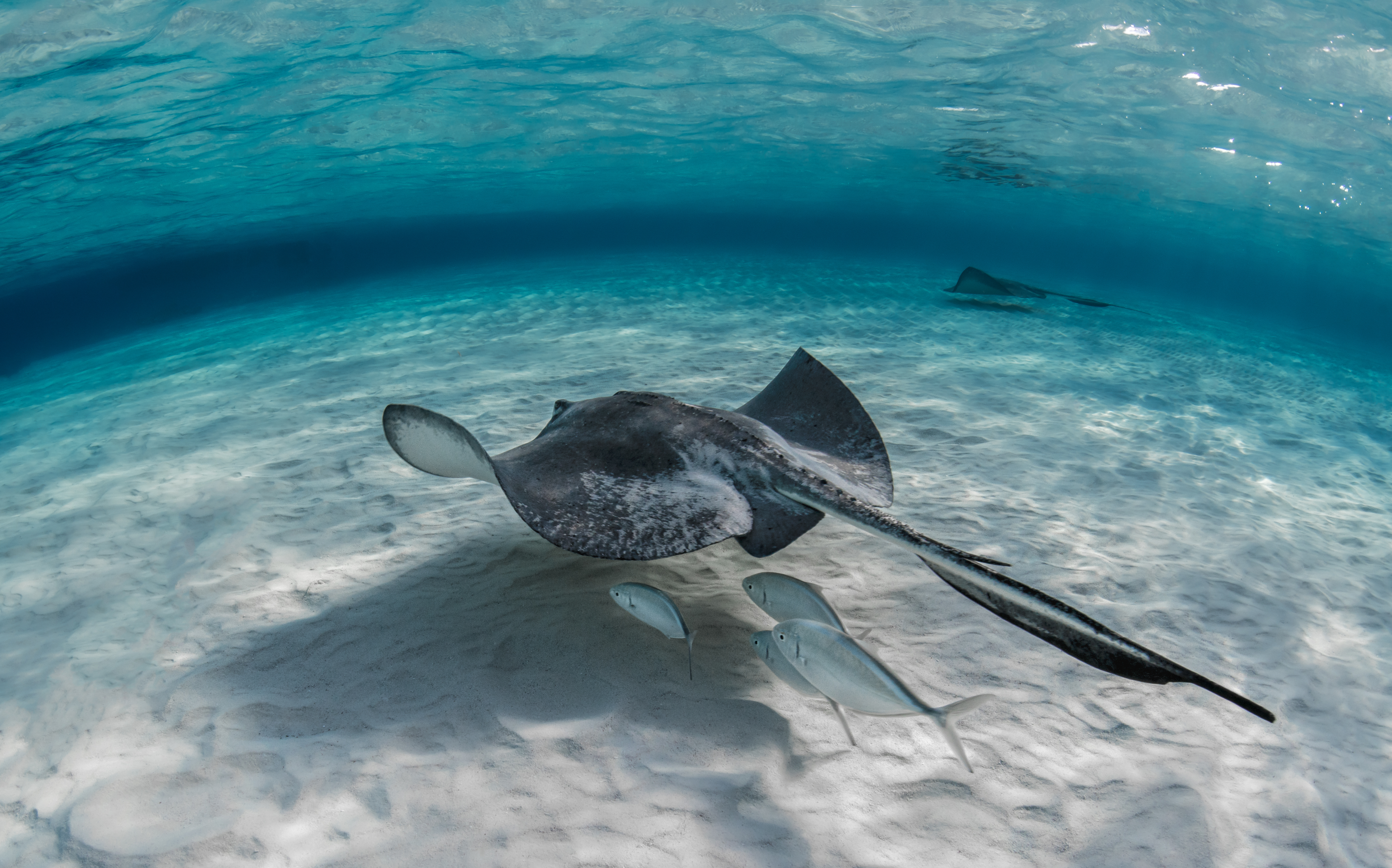 Proyecto de limpieza oceánica récord